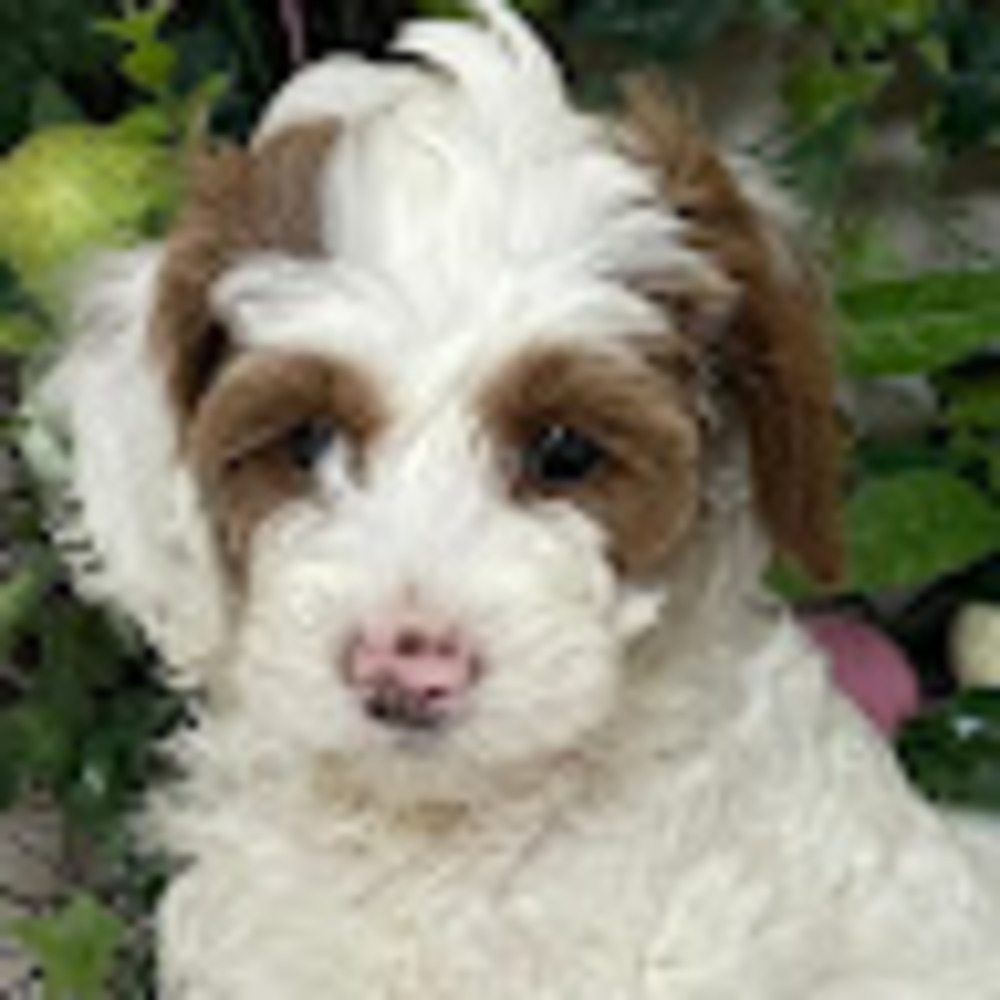 Meet your Posher, Dawson creek australian labradoodles